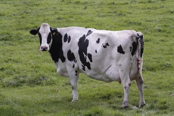 Cows grazing in field — Stock Photo, Image