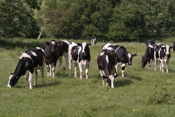 Vaches broutant dans le champ — Photo