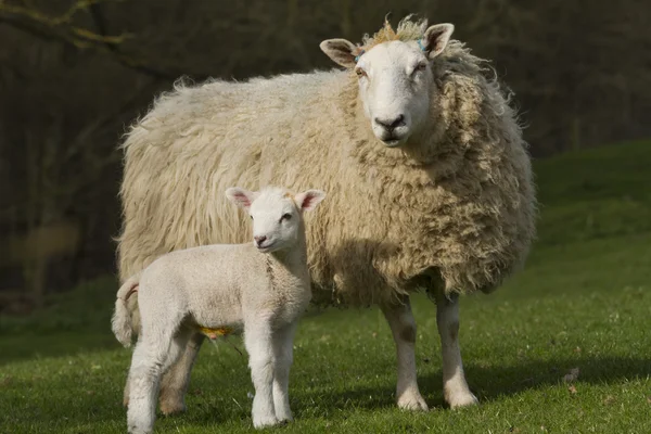Pecora e agnello nella campagna rurale — Foto Stock