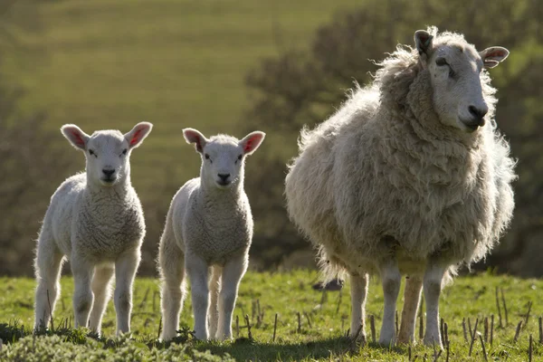 Schapen en lammeren grazen — Stockfoto