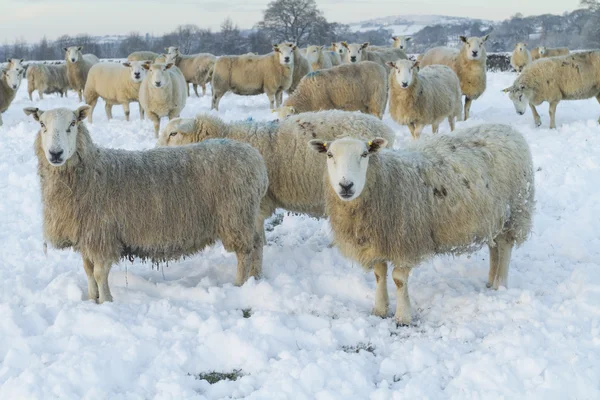 Овцы в поле — стоковое фото