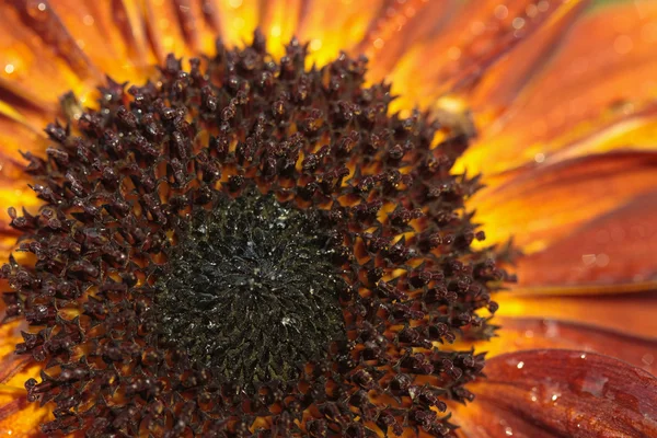 Sunflower detail — Stock Photo, Image