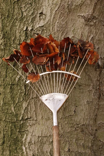Rastrillo con hojas de otoño — Foto de Stock