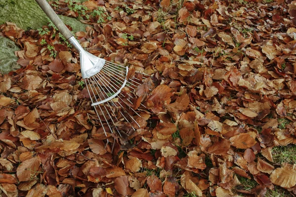 Harke mit Herbstlaub — Stockfoto