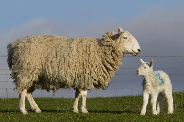 羊、羊の田舎 — ストック写真