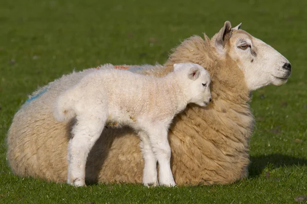 Schafe und Lämmer auf dem Land — Stockfoto