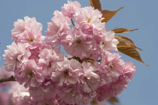 Cherry Blossom flowers — Stock Photo, Image