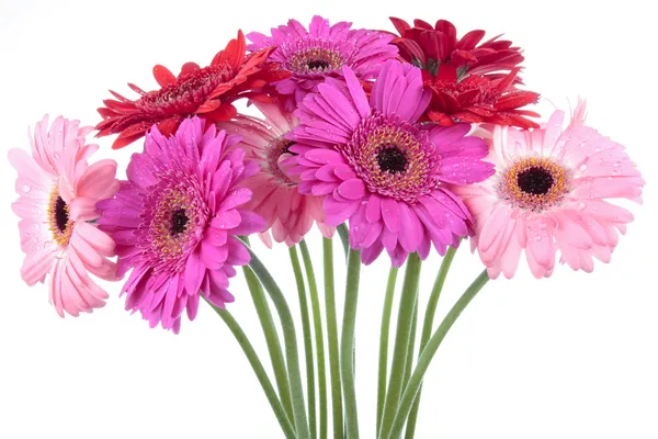 Voorjaarsbloemen — Stockfoto