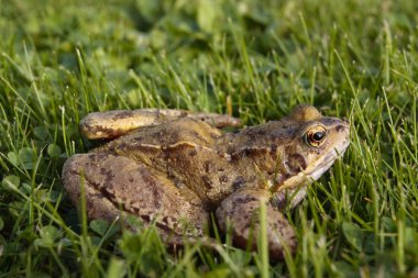 ortak kurbağa portre 