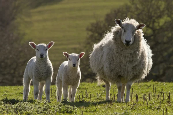 Овца и ягненок в сельской местности — стоковое фото