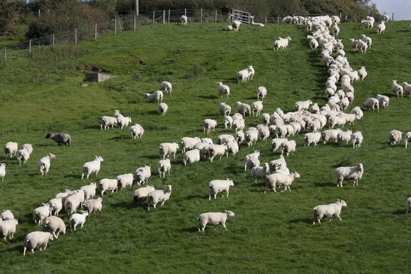 Ovejas y corderos en el campo rural —  Fotos de Stock