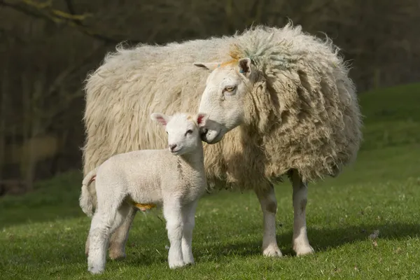 羊、羊の田舎 — ストック写真