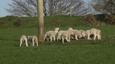 Kuzuların alanında oynamak