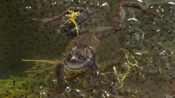 Frog in pond — Stock Video