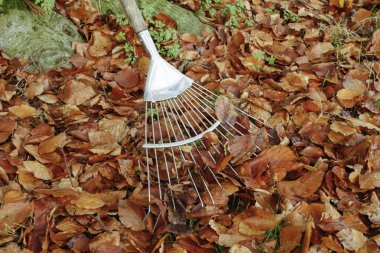 sonbahar yaprakları ile komisyon