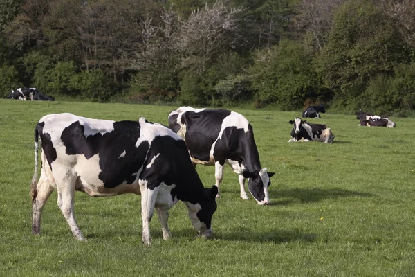 Vacas que pastam no campo — Fotografia de Stock