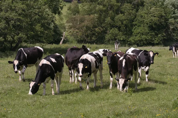Krowy na pastwisku w dziedzinie — Zdjęcie stockowe