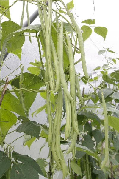 Green ripe beans plants — Stock Photo, Image