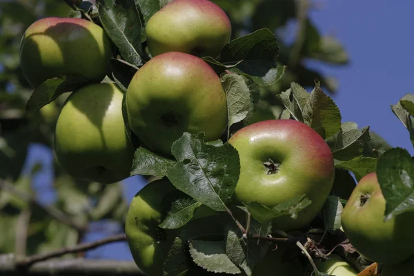 Ripe apples tree — Stock Photo, Image