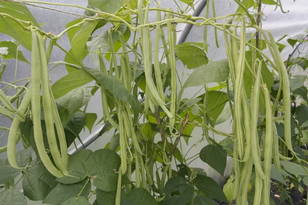 Green ripe beans plants — Stock Photo, Image