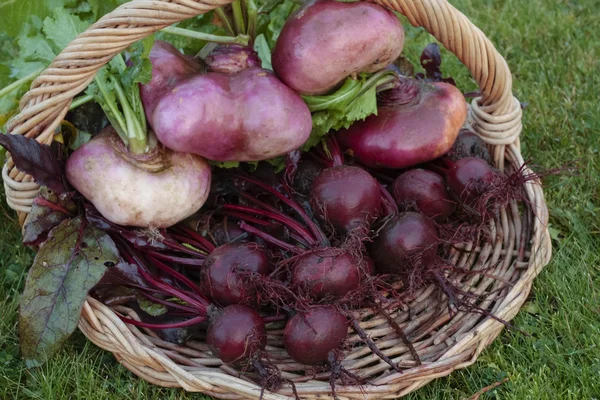 Root vegetables — Stock Photo, Image