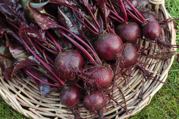 Корнеплоды
