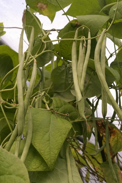 Green beans — Stock Photo, Image