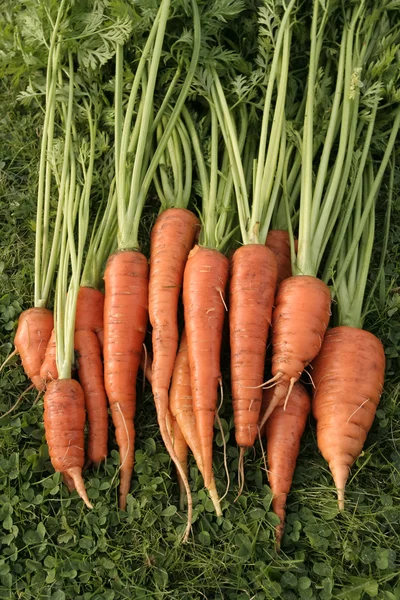 Zanahorias maduras —  Fotos de Stock