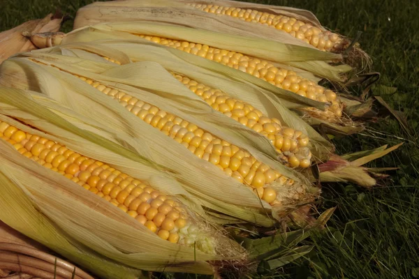 Fresh corn — Stock Photo, Image