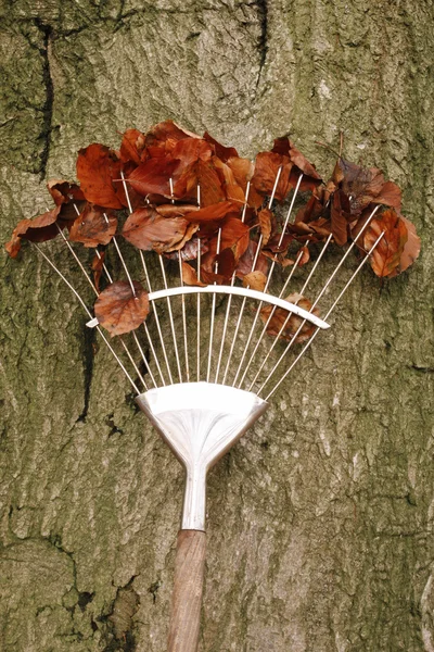 Rake with autumn leaves — Stock Photo, Image