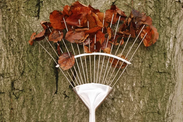 Rastrillo con hojas de otoño — Foto de Stock