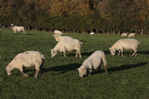 Pastoreio de ovinos e ovinos — Fotografia de Stock