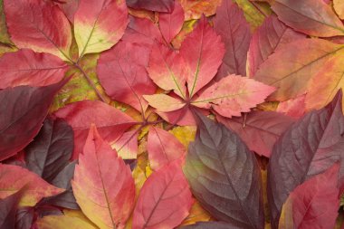 Sonbahar Yaprakları