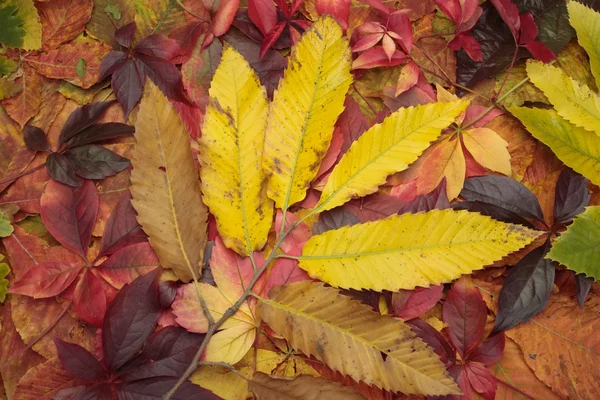 Autumn leaves — Stock Photo, Image