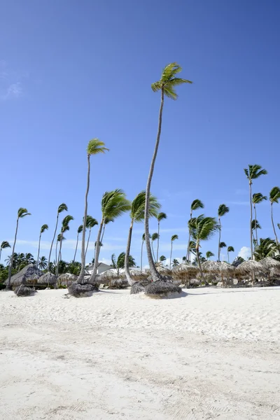 Palmbomen waait in de wind — Stockfoto