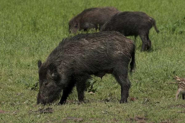 Wildschweinfamilie — Stockfoto