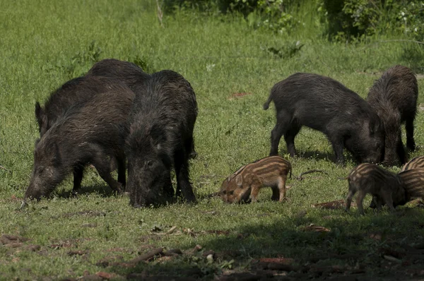 Wild boar family — Stock Photo, Image