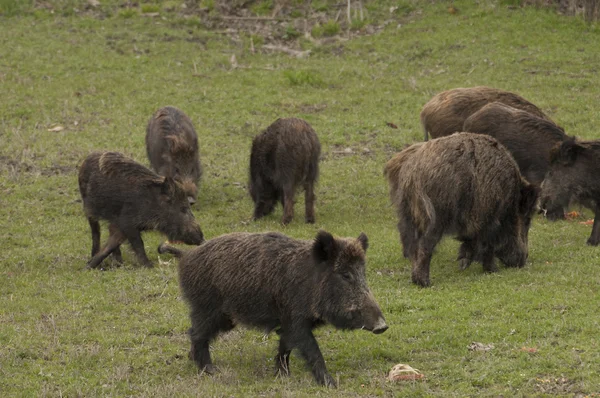 Wildschweinfamilie — Stockfoto