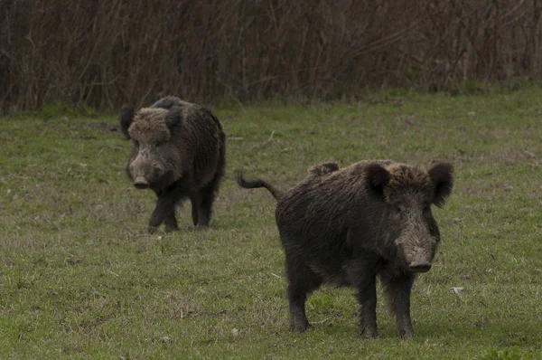 Wild boar family — Stock Photo, Image