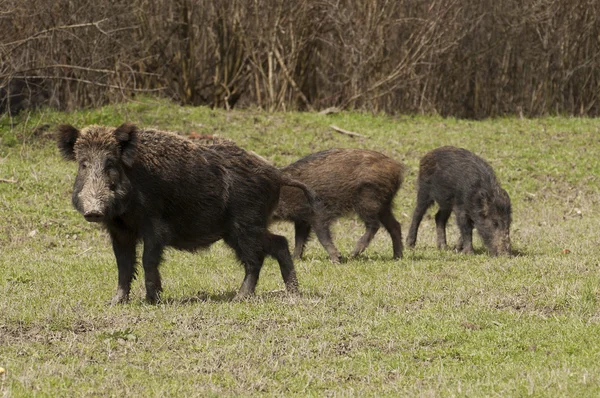 Wild boar family — Stock Photo, Image