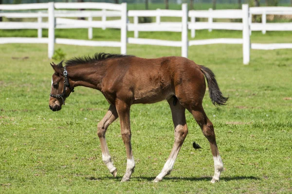 Foal on the green grass — Stock Photo, Image