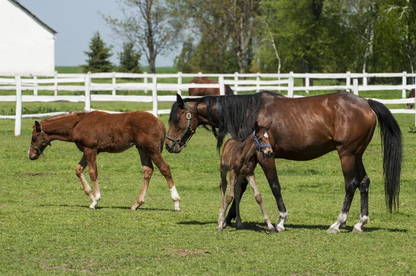 Mare and foal on the green grass — Stock Photo, Image