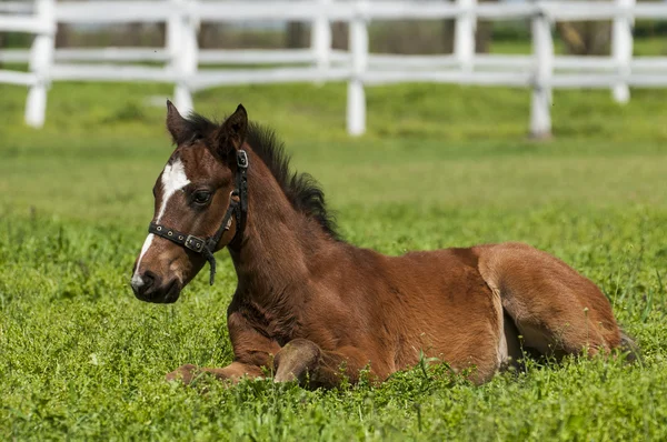 Foal on the green grass — Stock Photo, Image