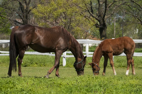 Лошадь и жеребенок на зеленой траве — стоковое фото