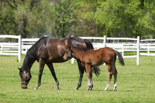 Mare and foal on the green grass — Stock Photo, Image