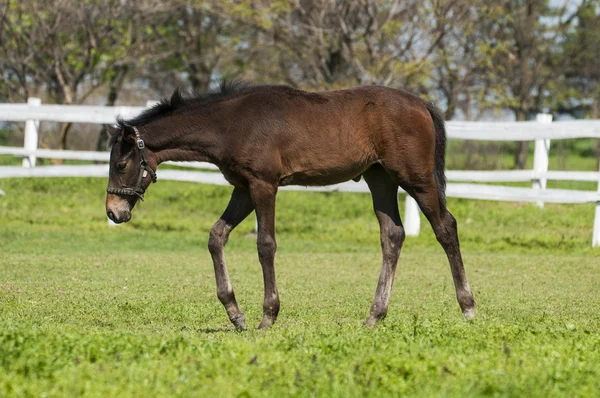 Horses on the green grass — Stock Photo, Image