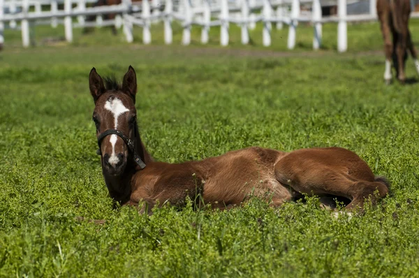 Foal on the green grass — Stock Photo, Image
