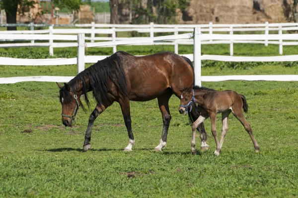 Mare en veulen op het groene gras — Stockfoto