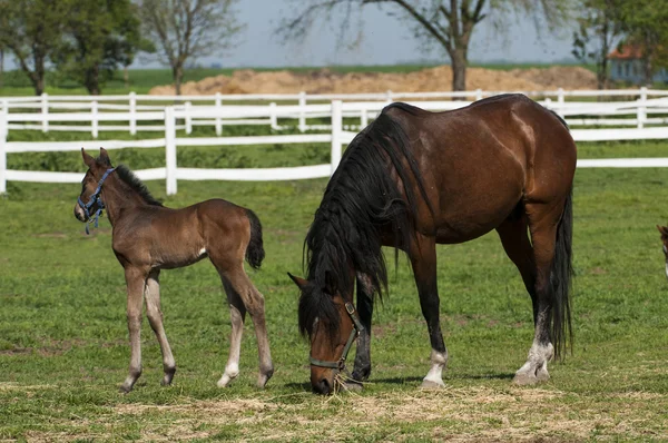 Mare og føll på det grønne gresset – stockfoto