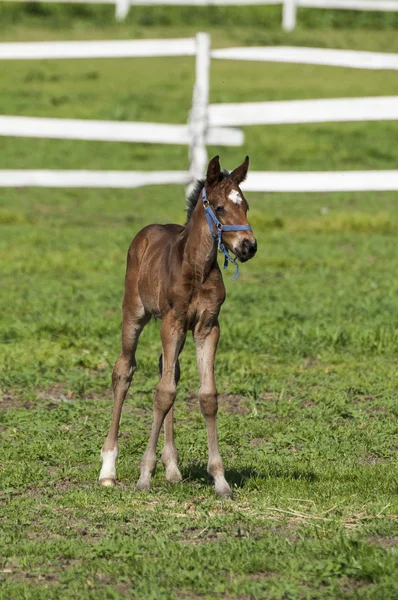 푸른 잔디에 foal — 스톡 사진